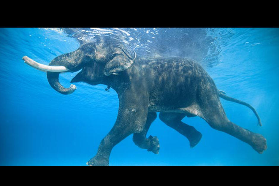 El año pasado abrió la piscina de los elefantes nadadores en Tailandia. (Foto: Archivo)
