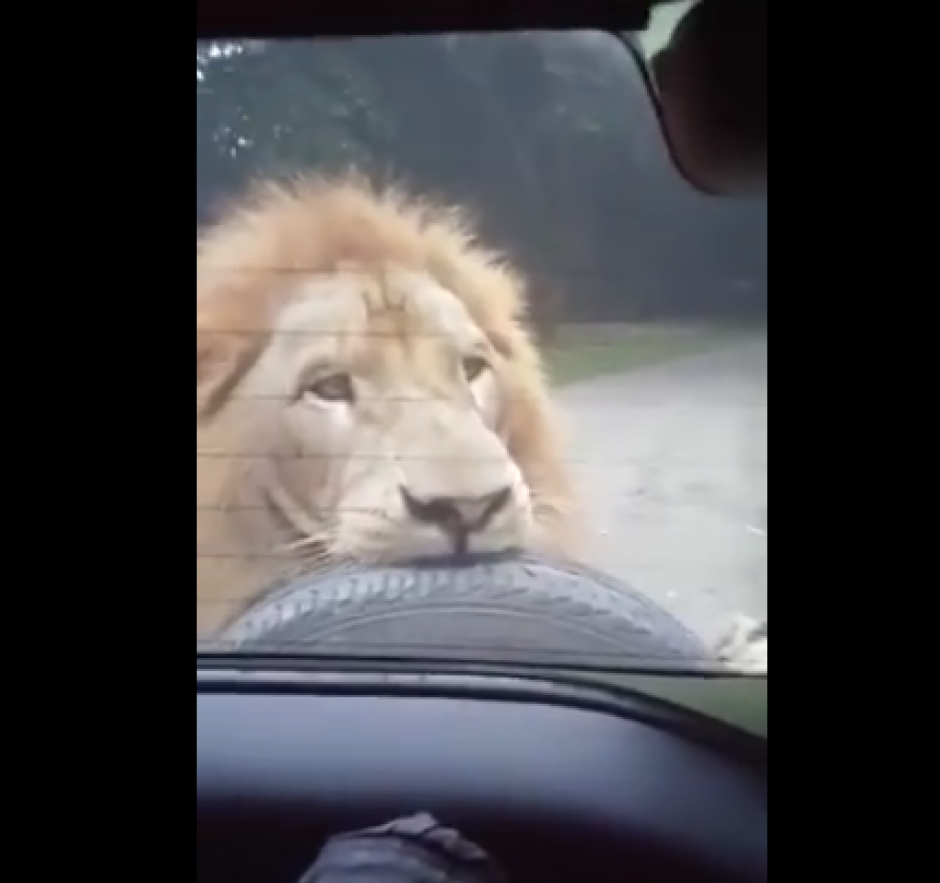 El video fue compartido por un medio de comunicación local a través de Facebook. (Foto: Captura de video/Facebook)