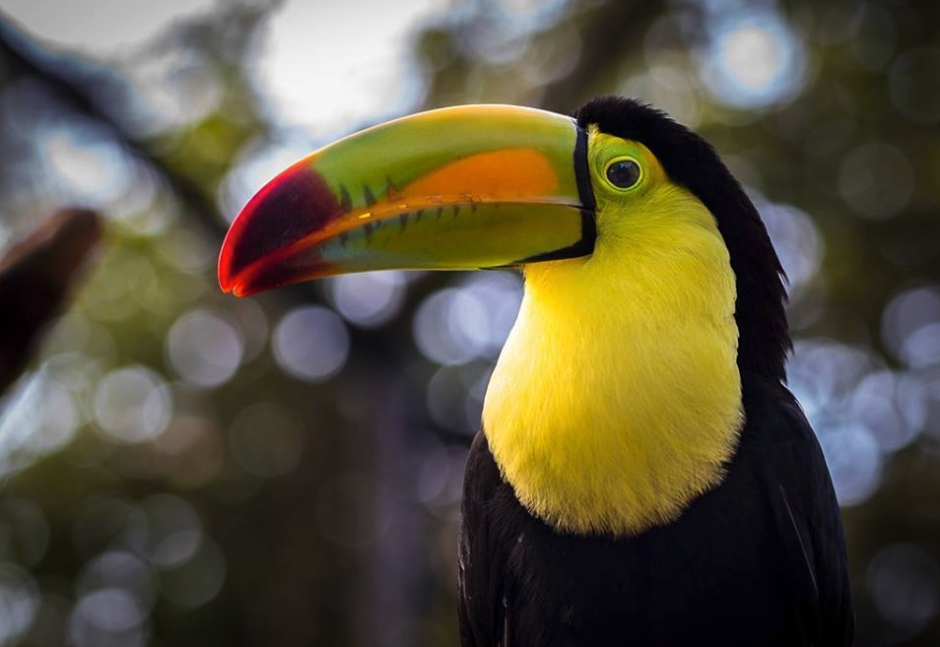 Los voluntarios realizarán talleres y tour guiados por el parque. (Foto: Zoo)