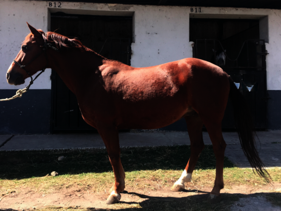 La Senabed hace un llamado a los interesados en los equinos para inscribirse. (Foto: Senabed)