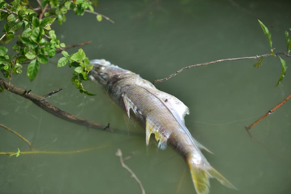 La muerte masiva de peces conmocionó a la población guatemalteca en 2015. (Foto: Wilder López/Soy502)