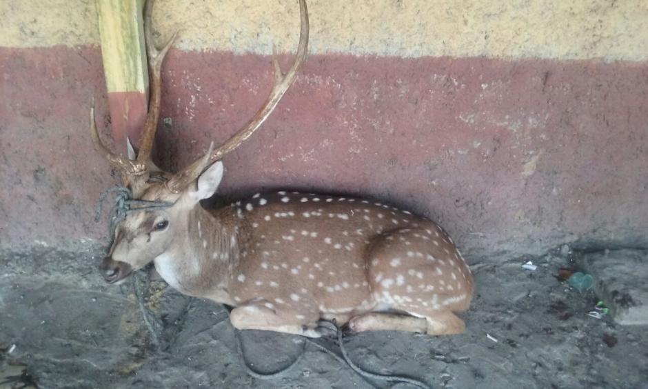 Este venado fue localizado en la cuesta de Villa Lobos, Villa Nueva. (Foto: PNC) 