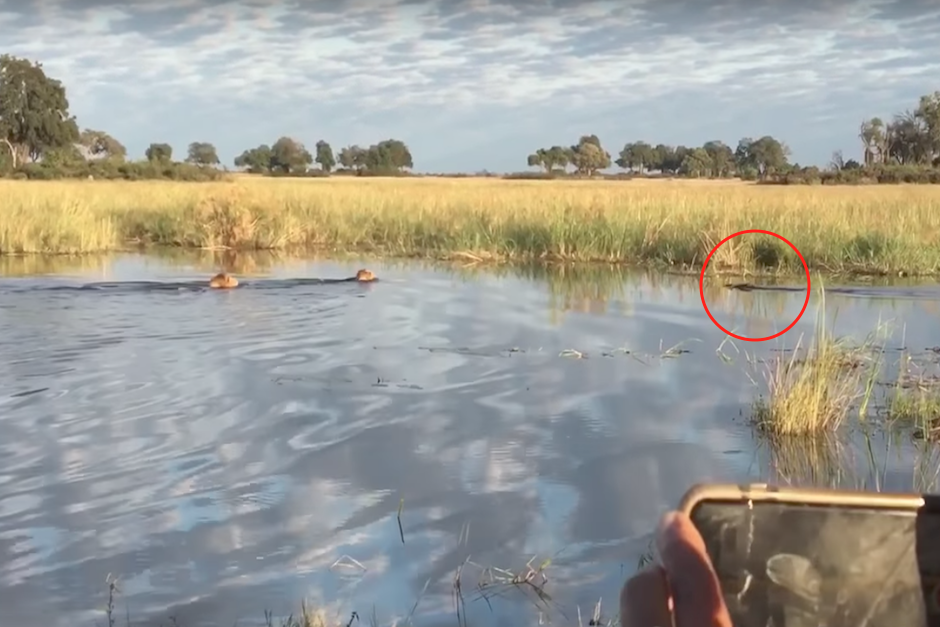 Los leones pretendían cruzar el río pero fueron sorprendidos por el cocodrilo. (Imagen: captura de pantalla)