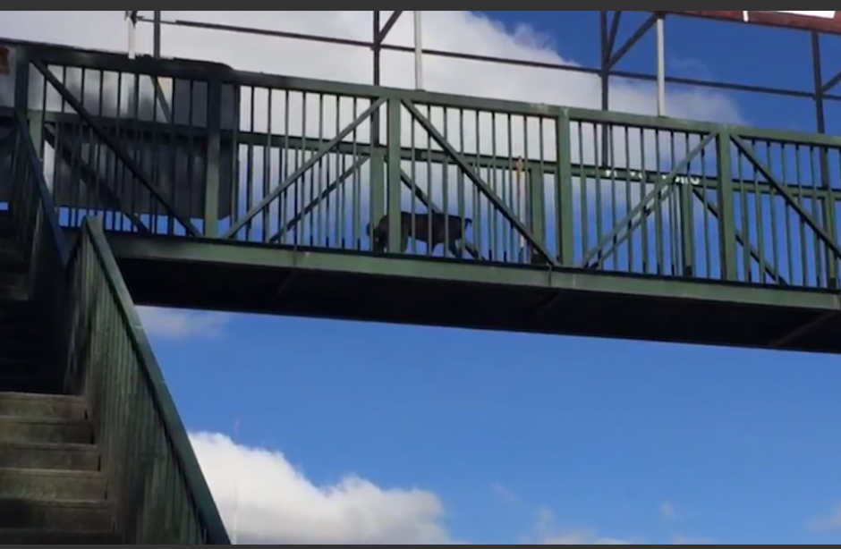 El video de un perro que usa una pasarela se hizo viral en Twitter. (Imagen de archivo con fines ilustrativos) 