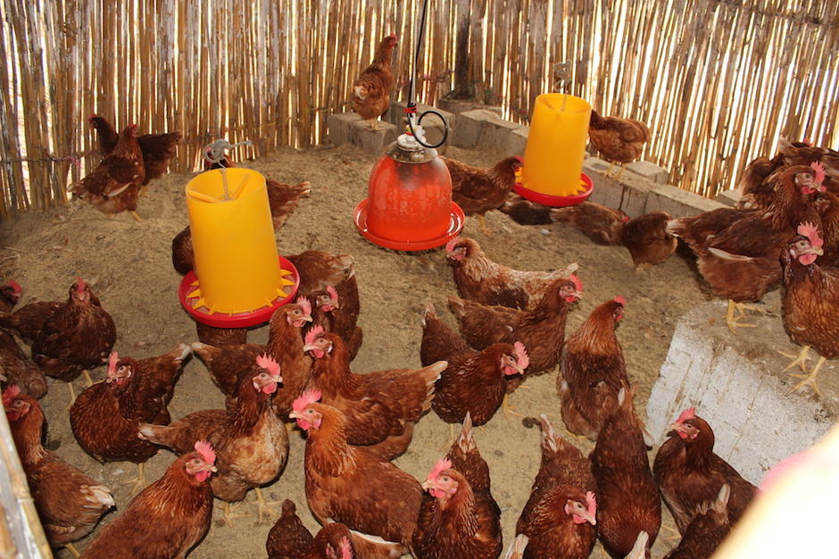 La alcaldía de Salcajá comprará 600 gallinas ponedoras por 47 mil 753 quetzales. (Foto: red.org.gt)