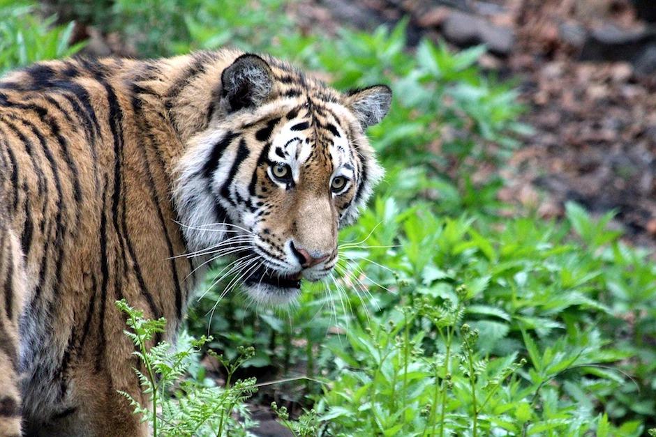 Según los empleados del zoológico, esta es la primera vez que el tigre siberiano de 15 años ataca a un humano. (Imagen con fines ilustrativos/Pixabay)