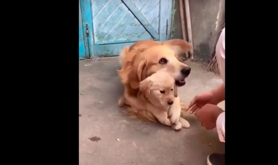 Las imágenes fueron compartidas por el dueño de la Golden Retriver. (Foto: captura de pantalla)