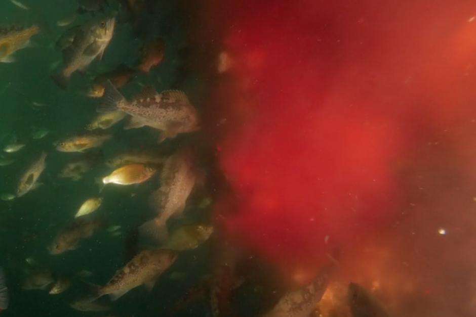 Según análisis, la sangre contiene gusanos intestinales y un virus que podría infectar a los salmones de la zona. (Imagen: captura de pantalla)