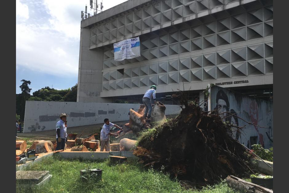 La ceiba fue derribada por una enfermedad causada por un hongo. (Foto: Fredy Hernández/Soy502) 