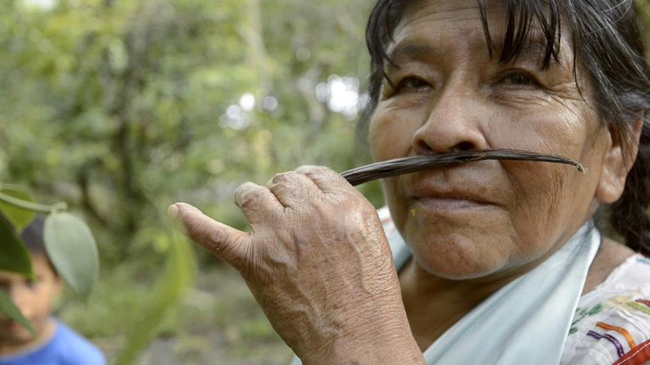 El mercado ilícito de la vanilla resulta ser muy lucrativo (Foto: Captura de video youtube)