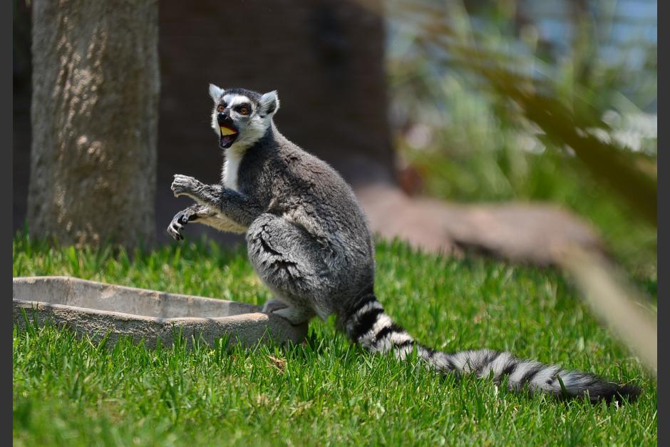 Reserva tu cupo y podrás darle de comer a los lemures. (Foto: Archivo/Soy502) 