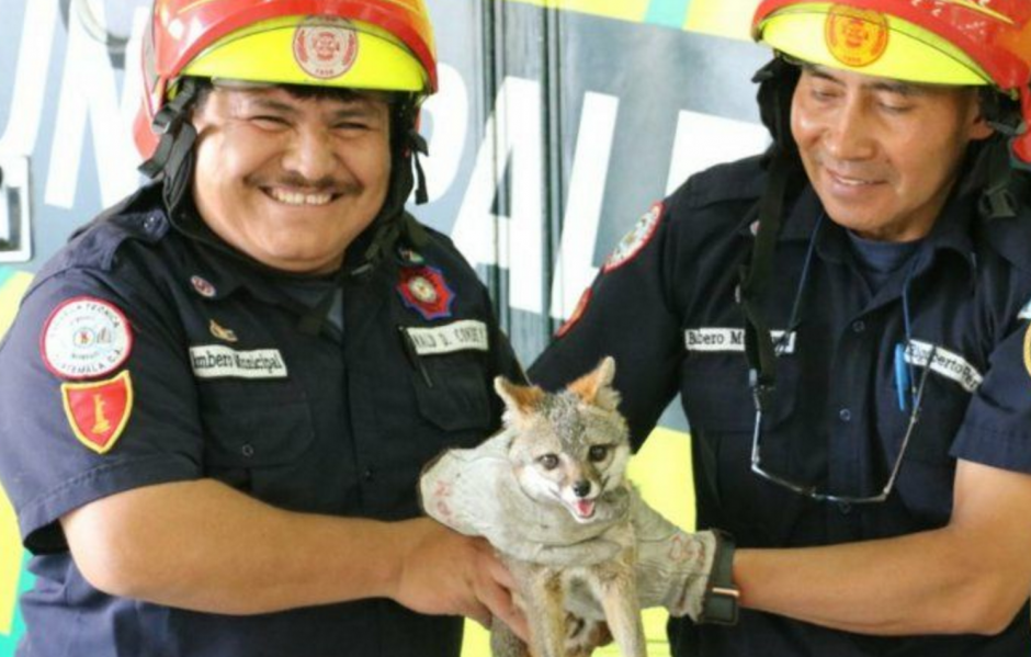 Los paramédicos fueron alertados del animal que estaba en la calle. (Foto: Bomberos Municipales) 
