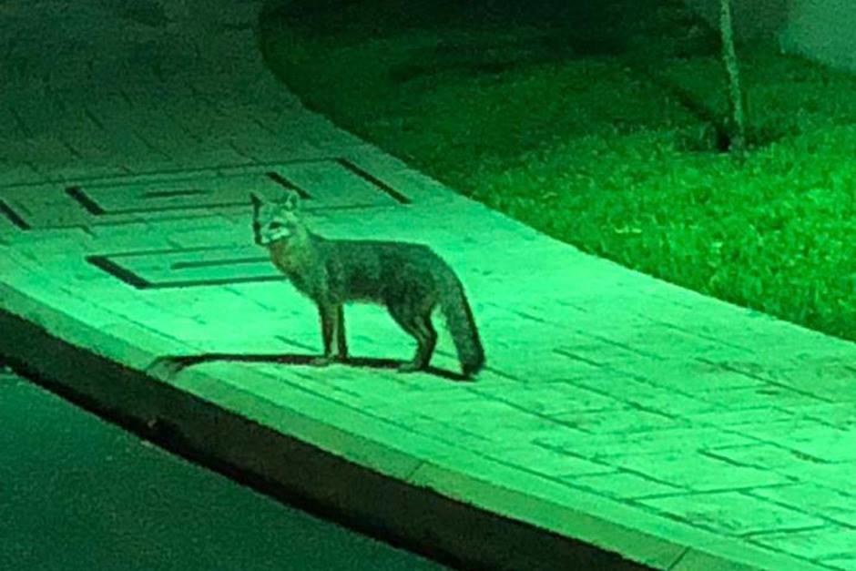 El animal sorprendió a residentes de un condominio en el sector. (Foto: captura de Facebook)