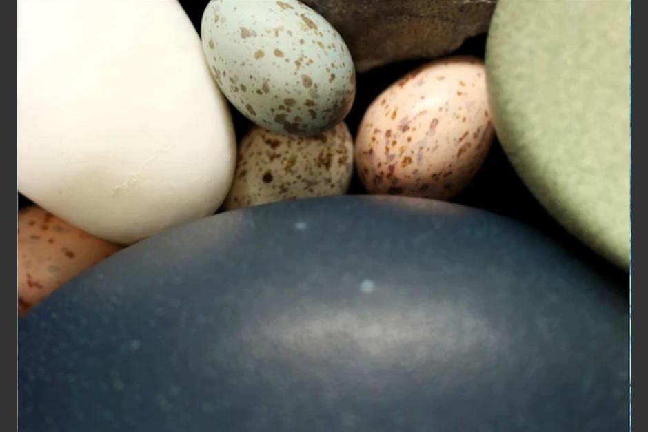 La pigmentación de los huevos evitaba que fueron atacados por depredadores. (Foto: Jasminawiemann).