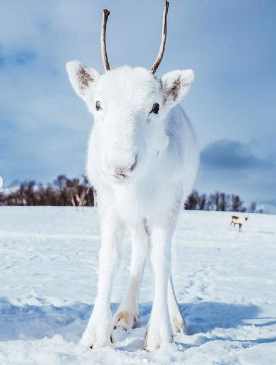 cría de reno blanco es capturada en preciosas imágenes. (Foto: Instagram)