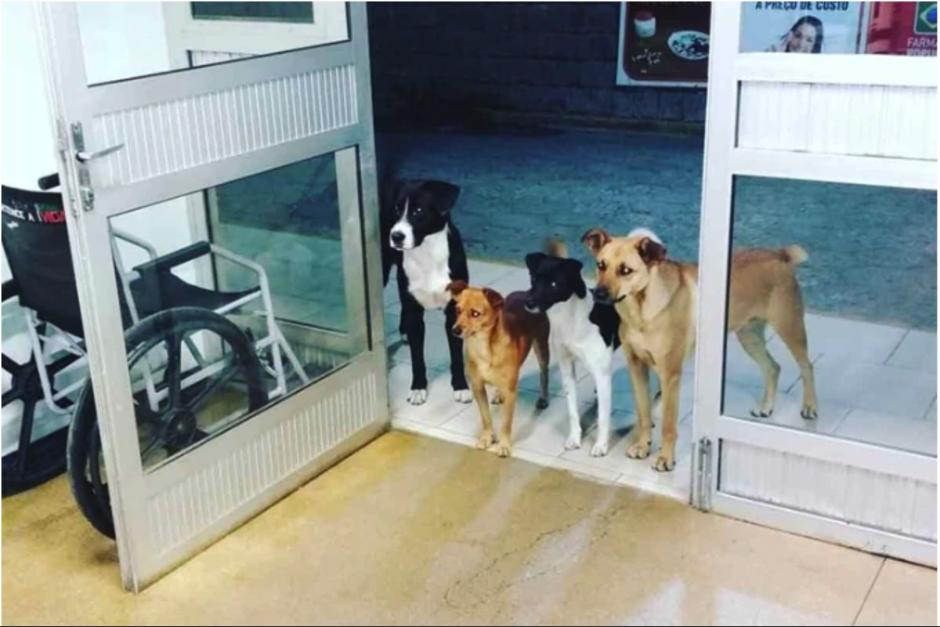 Los perritos esperaban con ansias a su dueño, que había llegado de emergencia al hospital. (Foto: Cris Mamprim)