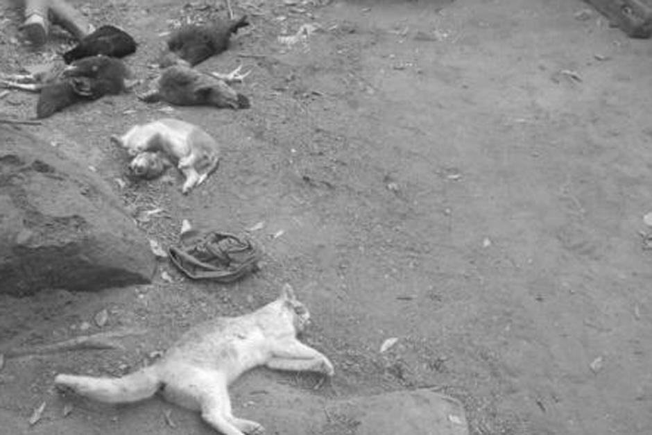 Los animales fueron encontrados en el patio de la vivienda. (Foto: MiChiquimula/Facebook)