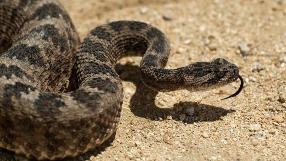 El nido de las serpiente cascabel fue localizado en la residencia de un hombre en Texas, Estados Unidos. (Foto: Telemundo) 