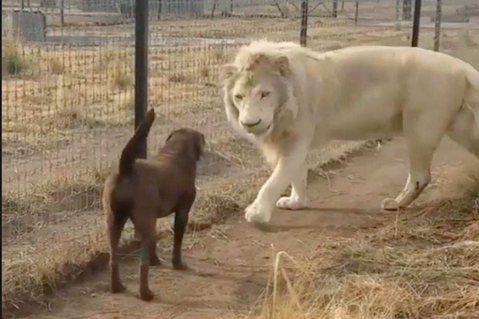La grabación fue publicada en las redes sociales y algunos internautas han calificado el gesto como "muy caballeroso" (Imagen: captura de pantalla)