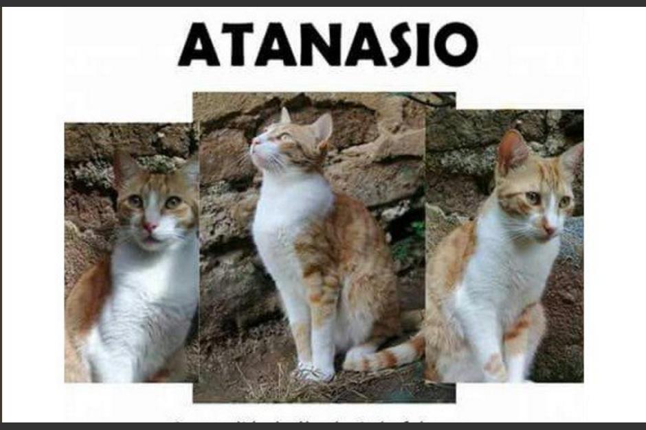 El gato se perdió el pasado 3 de febrero. (Foto: captura de pantalla)