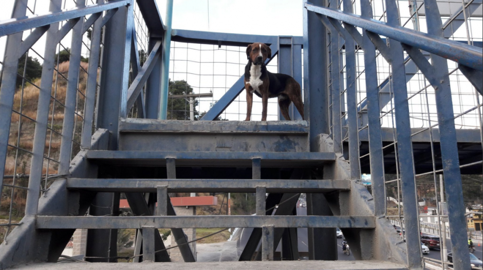 Los perros fueron captados en video usando la pasarela. (Foto: Dalia Santos/PMT)