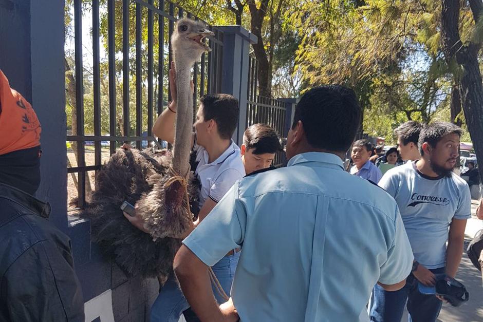 Un avestruz cruzó una barda y escapó del lugar donde era resguardada en la USAC. (Foto: Instagram/ @AmilcarMontejo)