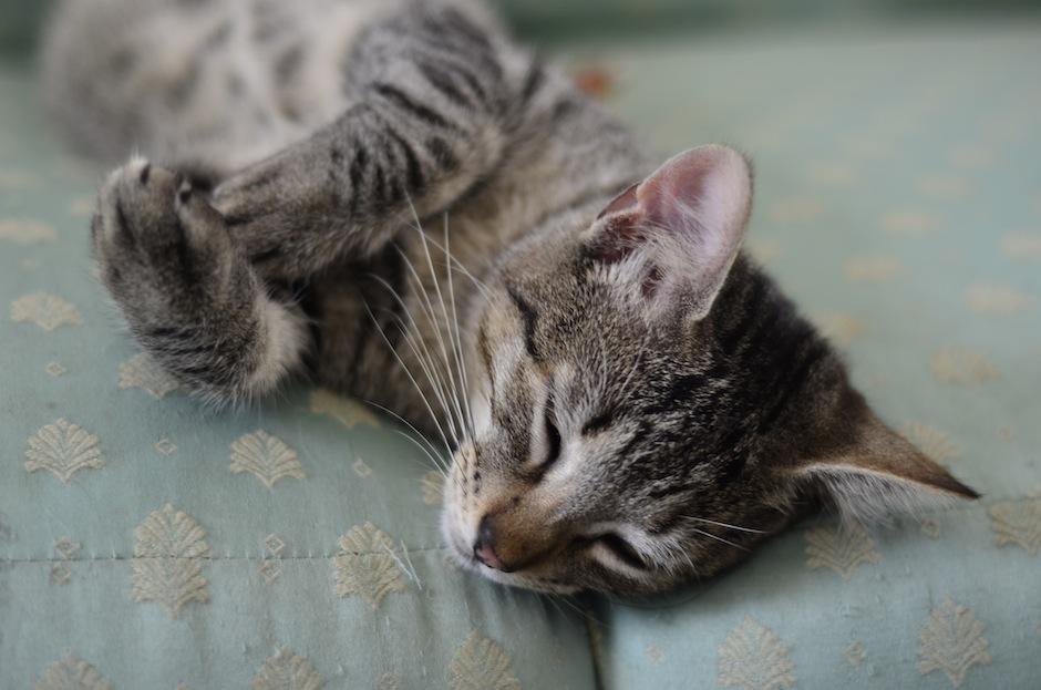 Celebra el Día Internacional del Gato. (Foto: Selene Mejía/Soy502) 