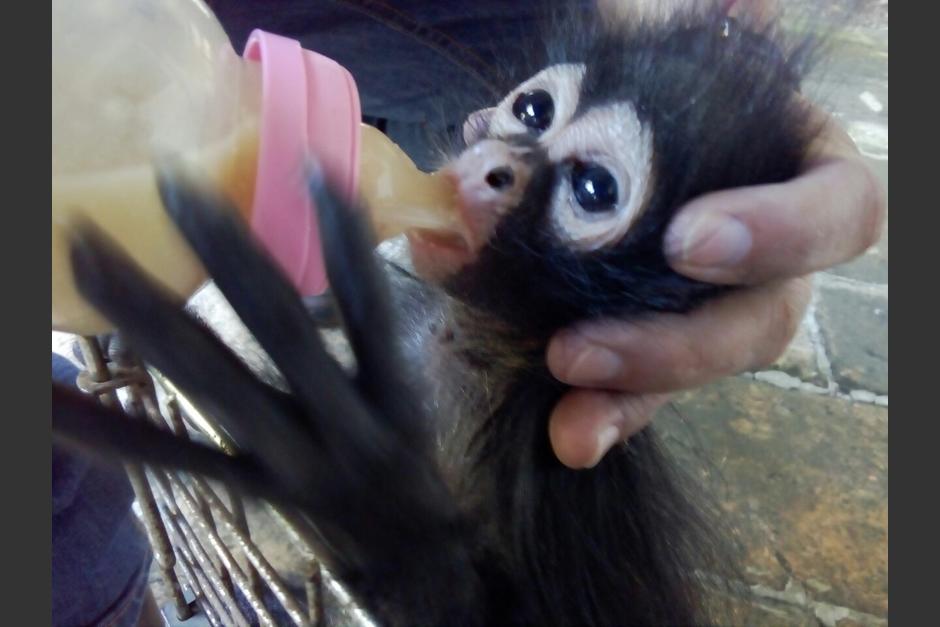 El pequeño animal aún debe ser alimentado. Los veterinarios determinarán su estado de salud. (Foto: Conap)