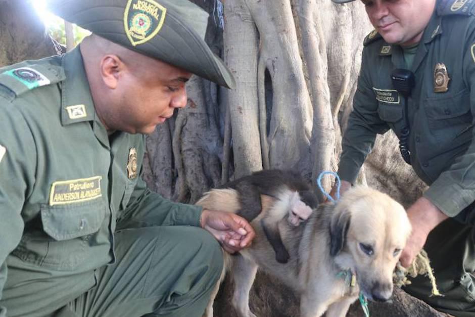 La pareja de animales fue entregada a las autoridades ambientales para su cuidado. (Foto: Caracol)