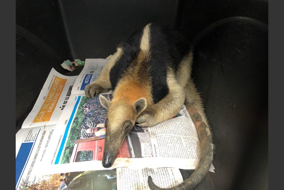 El oso hormiguero no tenía los mejores cuidados y se espera que se recupere en manos del Conap. (Foto: Conap)