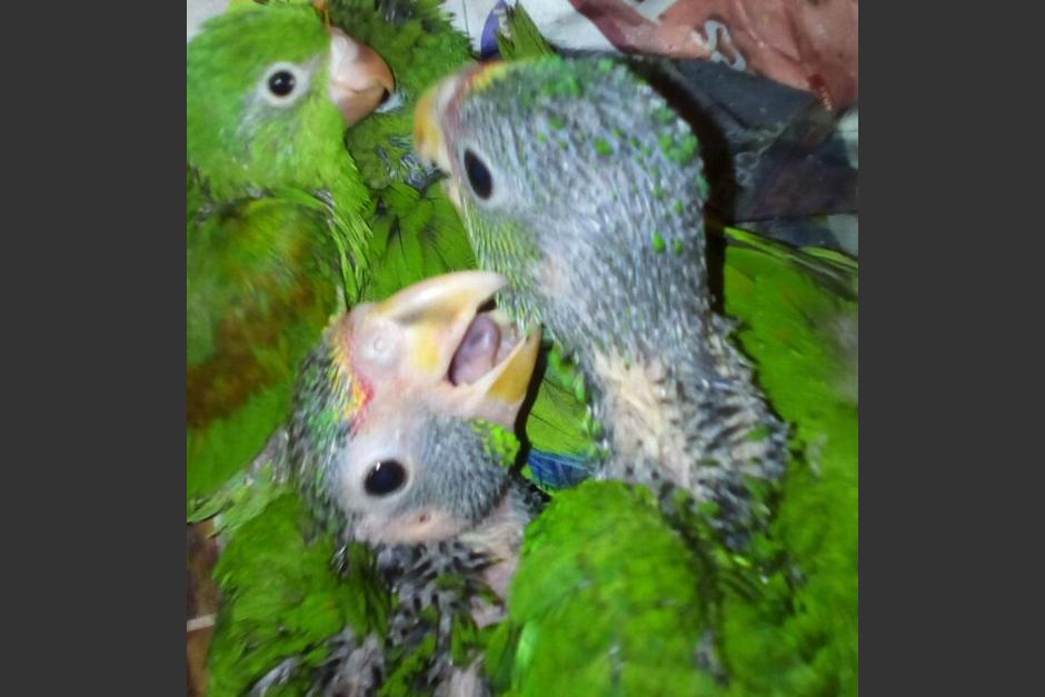 Los pichones de loros y pericas estaban siendo traficados de manera ilegal en el mercado La Democracia, en Quetzaltenango. (Foto: PNC) 