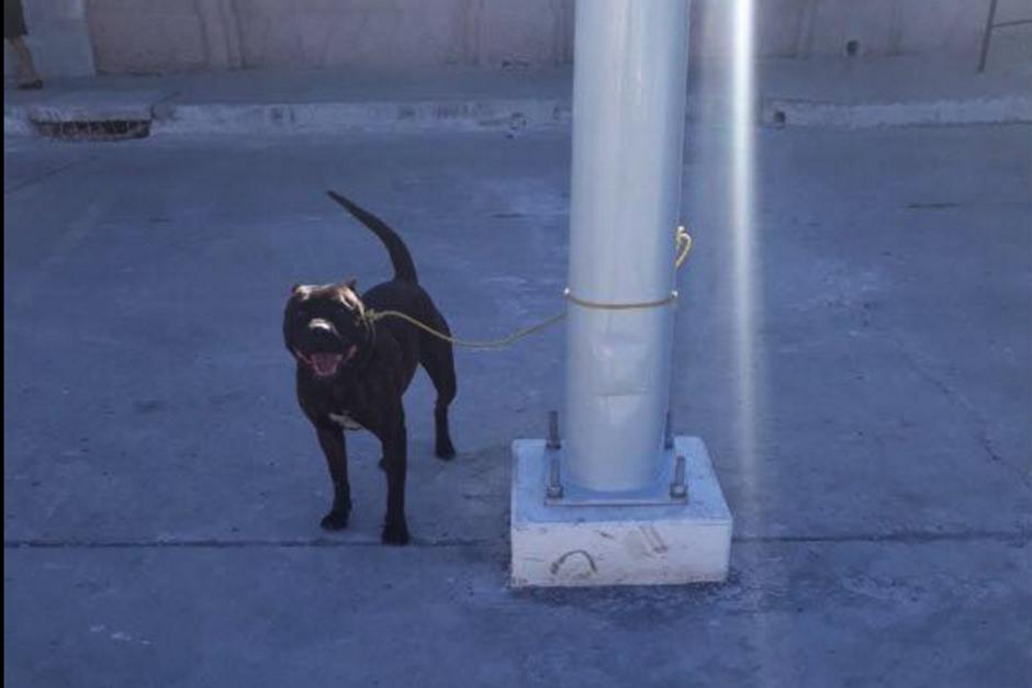 El perro sigue en la Torre de Tribunales a la espera que el juzgado resuelva su situación. (Foto: Amilcar Montejo/PMT) 