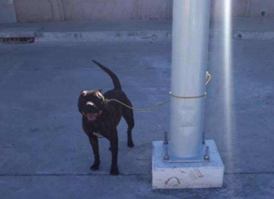 El pitbull permanece bajo la custodia de la Comisaría 3 de la Policía Nacional Civil. (Foto: Amílcar Montejo/PMT) 