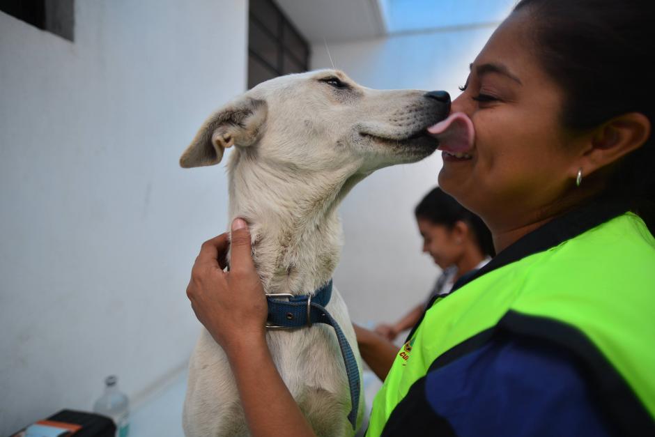 Perros y gatos buscan una nueva oportunidad para ser queridos por una amorosa familia. (Foto: Wilder López/Soy502)