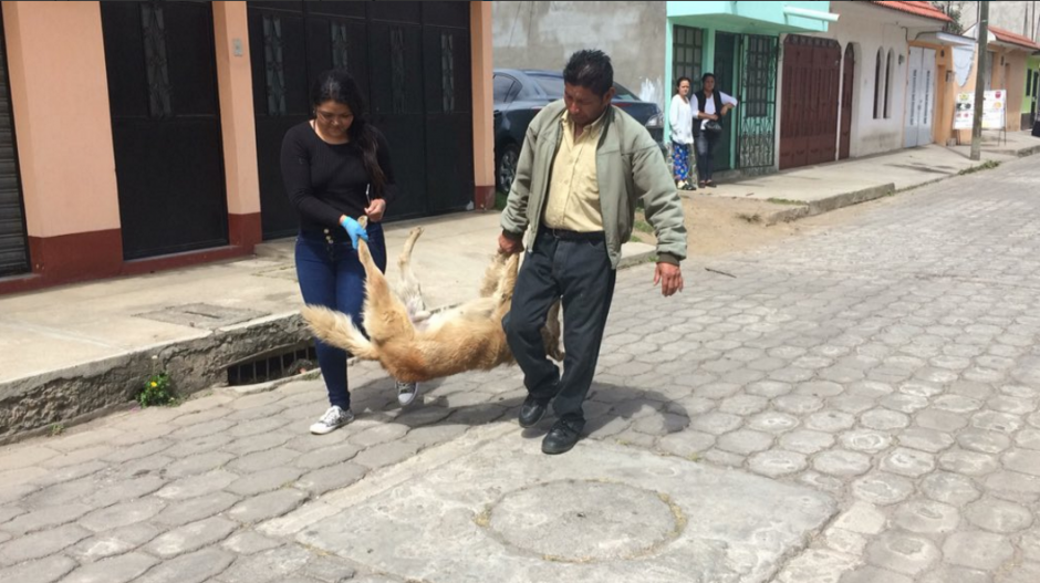 Los perros fueron encontrados esta mañana en Xela. (Foto: Stereo100) 