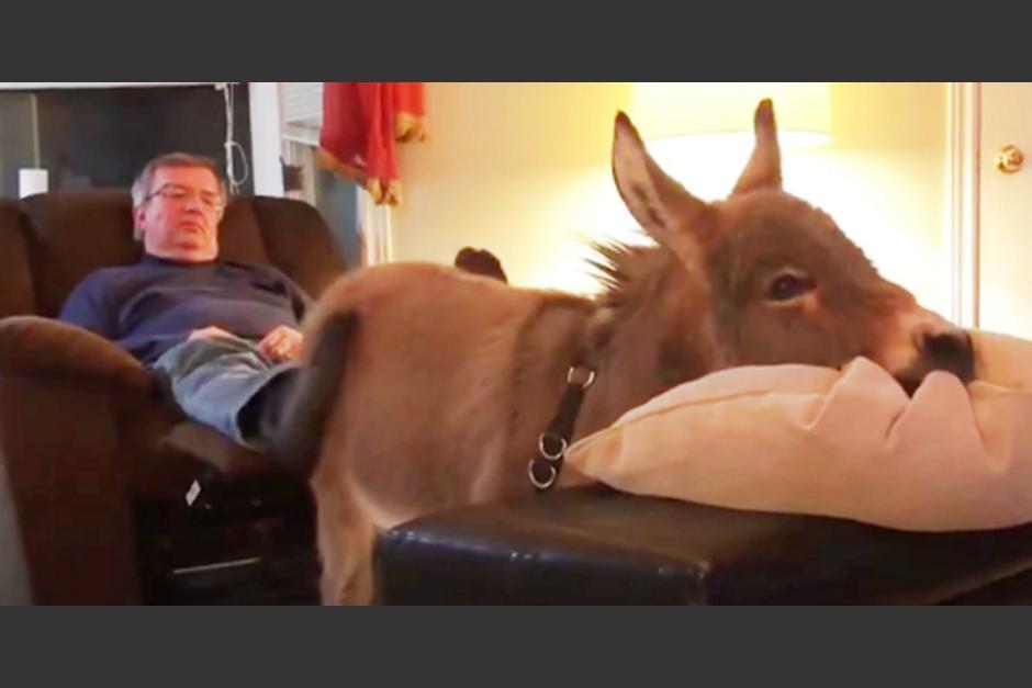 Tiny es un burro rescatado que adoptó la personalidad de un perrito. (Foto: captura de pantalla) 