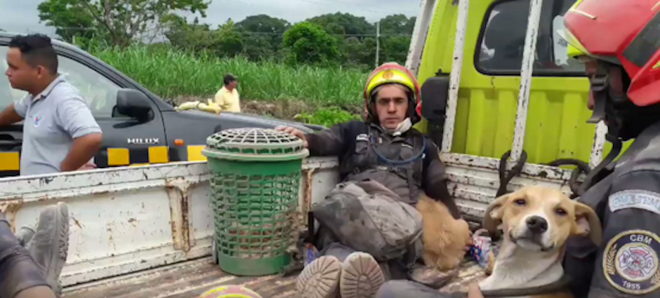Bomberos Municipales rescataron algunos animales afectados por la tragedia del VolcÃ¡n de Fuego. (Foto: captura de pantalla/video de Roberto Caubilla/Soy502)