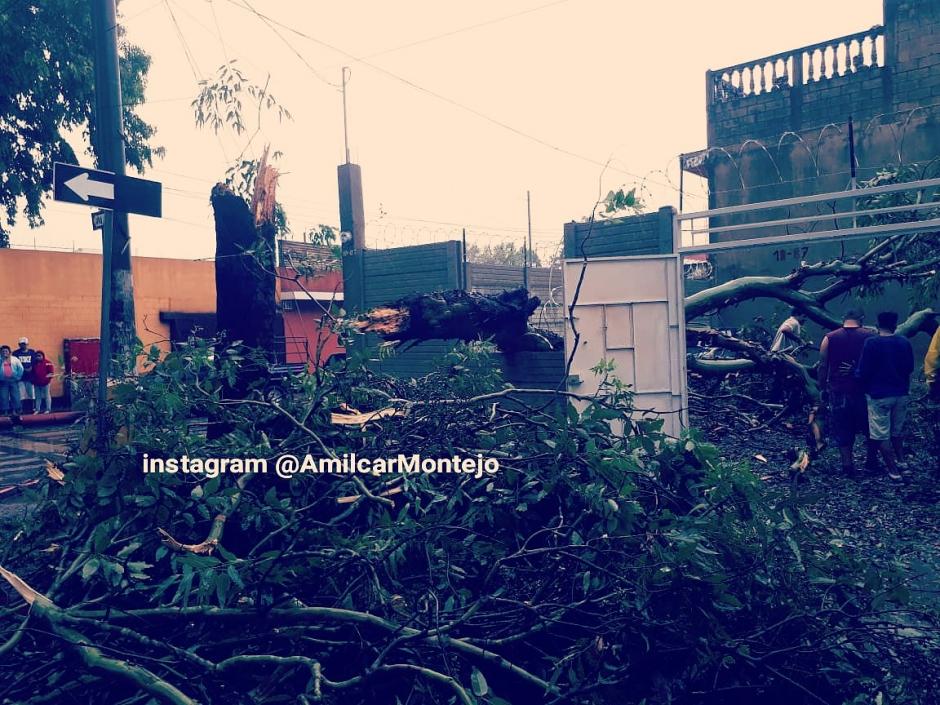 Al menos nueve árboles cayeron tras las fuertes lluvias que han azotado este jueves la capital y municipios aledaños. (Foto: @amilcarmontejo)