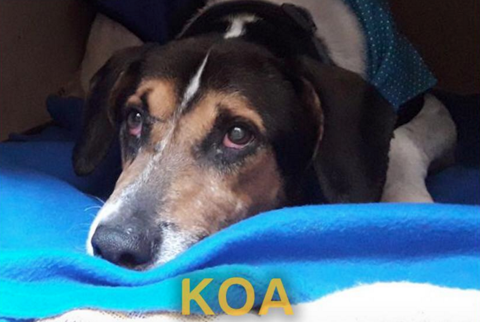 Koa, el perrito que guió a los rescatistas a sus dueños durante la tragedia del Volcán de Fuego ya tiene hogar. (Foto: Asociación Amigos de los Animales)