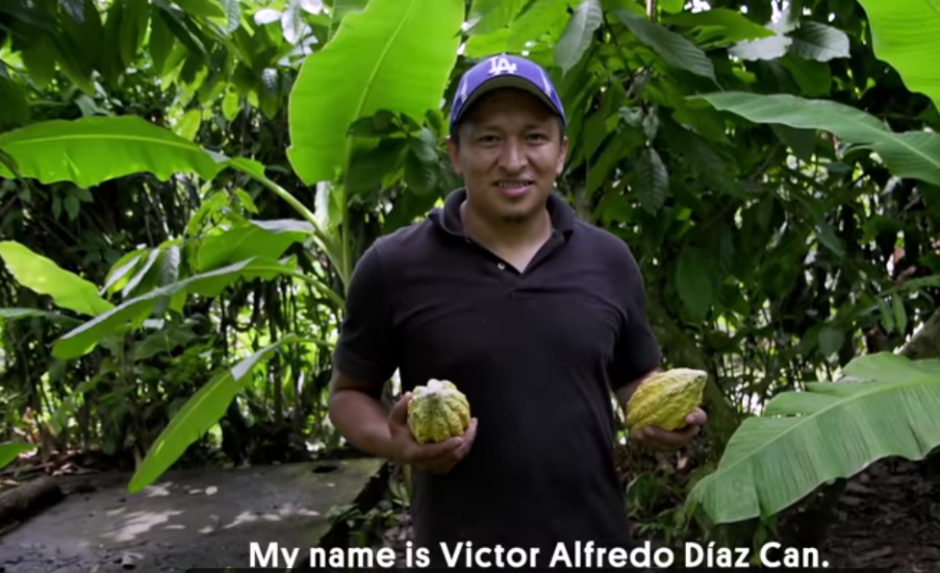 El cacao guatemalteco es uno de los mejores. (Foto: captura de pantalla) 