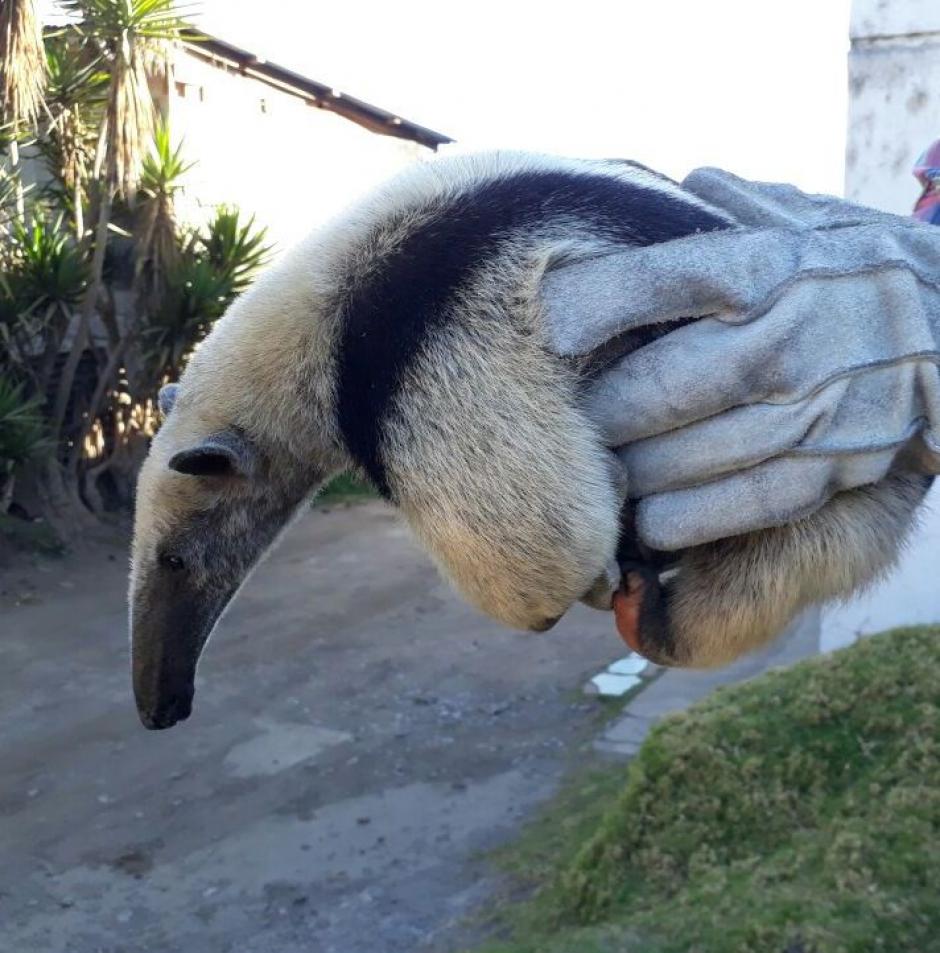 Localizan un oso hormiguero que se encontraba en un área boscosa de una aldea de Malacatán en San Marcos. (Foto: PNC)