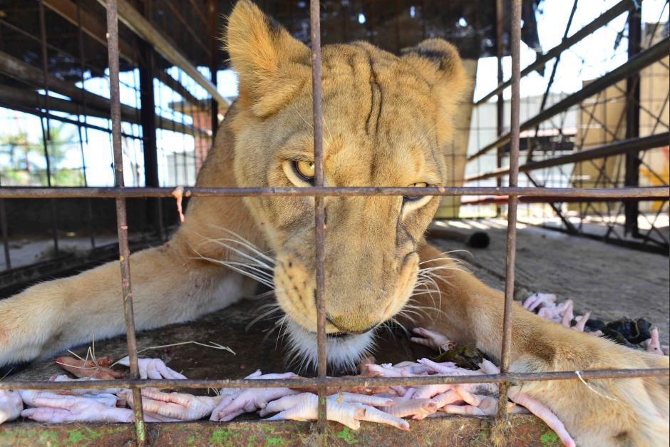 Al menos 45 animales del circo esperan ser reubicados. (Foto: JesÃºs Alfonso/Soy502)