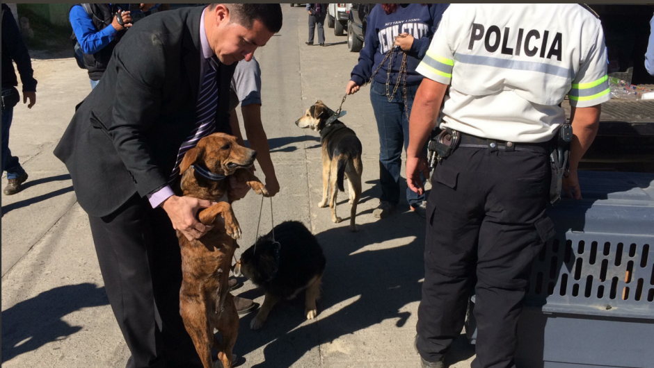 La Policía Nacional Civil rescató a varios perros que sufrían maltrato en Xela. (Foto: Stereo100)