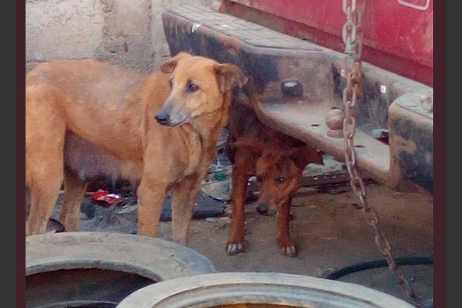 En el lugar se encontraron al menos diez perros en condiciones deplorables y una mujer será detenida por la PNC de forma preventiva. (Foto: Stereo100) 