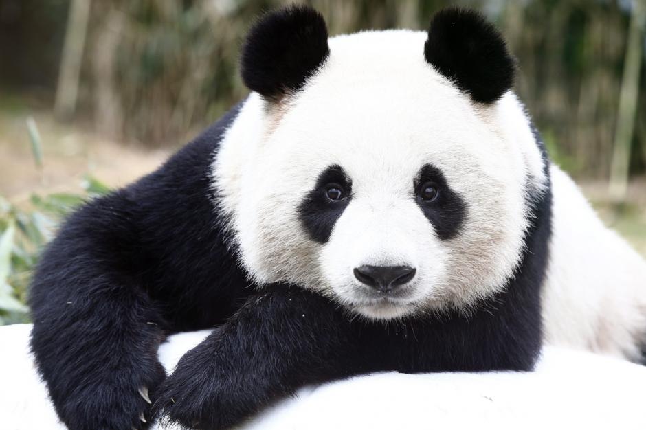 Las manchas en los ojos sirven para que los pandas se identifiquen. (Foto: Berlin Zoo)