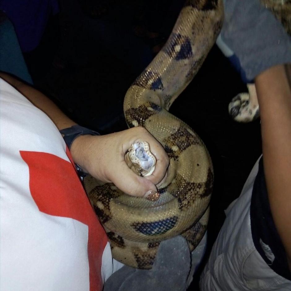 Dos serpientes de distintas especies fueron localizadas en dos viviendas en Guatemala y Quetzaltenango. (Foto: Cruz Roja Guatemalteca)
