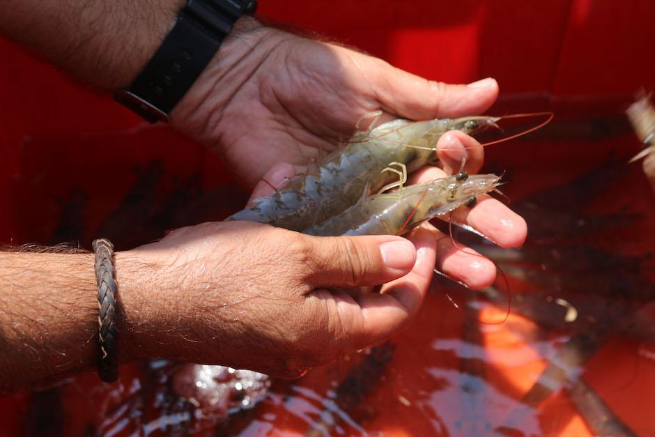 Las exportaciones de camarón guatemalteco crecieron un 45.48% en 2017 respecto a 2016. (Foto: Agexport)