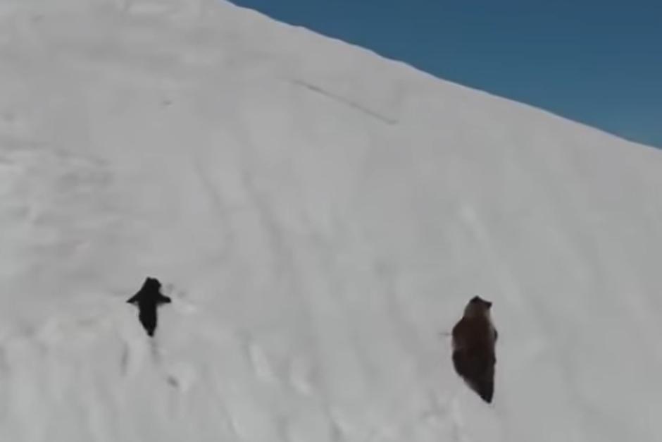 El video de una oso y su cría se volvió viral en las redes sociales debido a la perseverancia del pequeño por escalar, pero las imágenes generaron controversia. (Foto: Twitter)