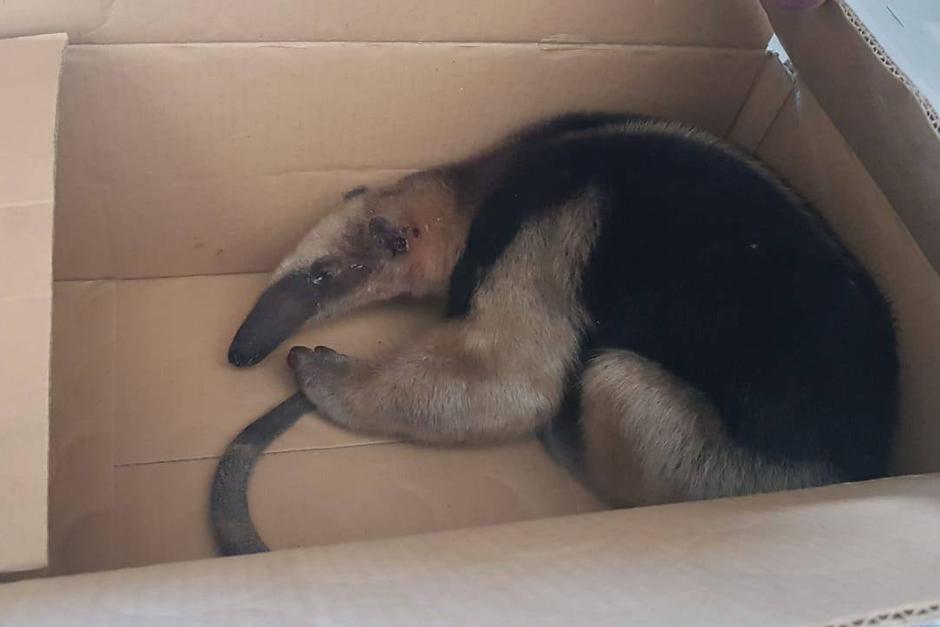 El oso ya está en manos del Conap que evaluará su estado de salud y lo mantendrá en cuarentena. (Foto: Conap)