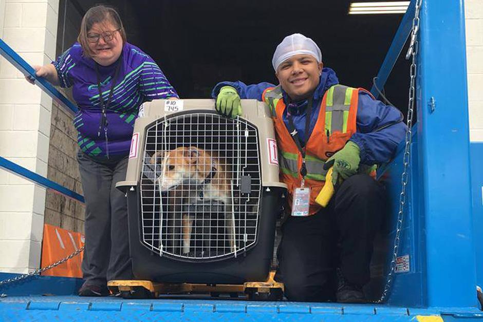 Queso nació en las calles pero ya tiene hogar. (Foto:Guaus & Miaus)